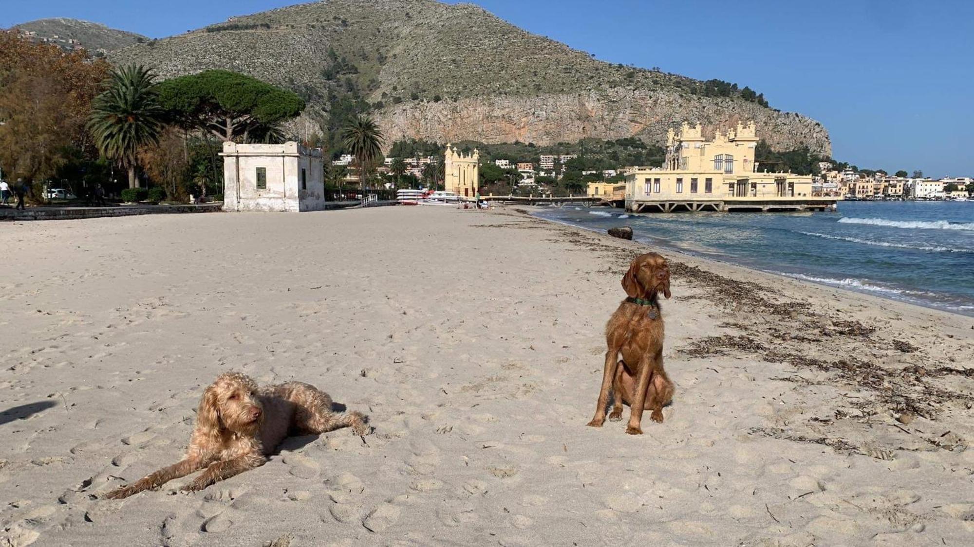 Due Cani Apartment Palermo Ngoại thất bức ảnh